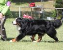 Click to see more details for this dog