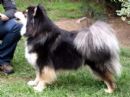Click to see more details for this dog