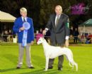 Click to see more details for this dog