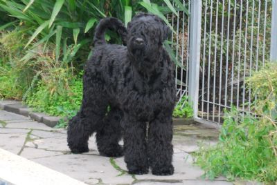 Breed Feature Photo - Unauthorised use prohibited!