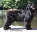 Click to see more details for this dog
