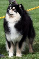 Click to see more details for this dog