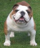 Click to see more details for this dog