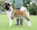 Click for more details of this dog