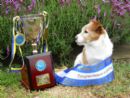 Click to see more details for this dog