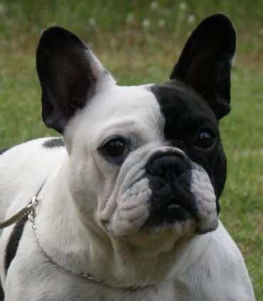 Breed Feature Photo - Unauthorised use prohibited!