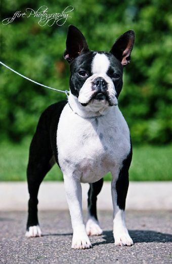 Breed Feature Photo - Unauthorised use prohibited!