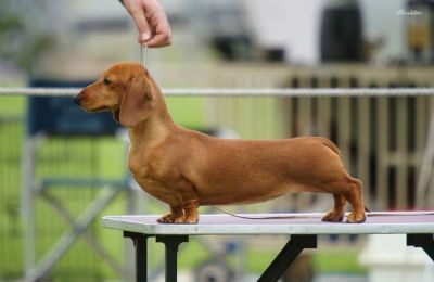 Breed Feature Photo - Unauthorised use prohibited!