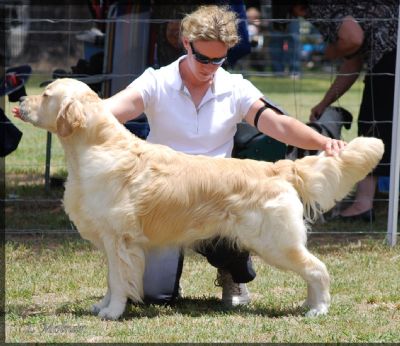 Breed Feature Photo - Unauthorised use prohibited!