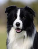 Click for more details of this dog