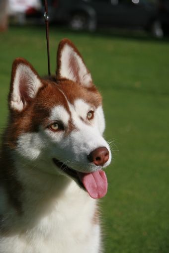 Breed Feature Photo - Unauthorised use prohibited!