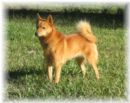Click to see more details for this dog