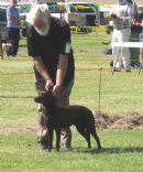 Click to see more details for this dog