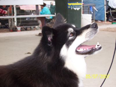 Breed Feature Photo - Unauthorised use prohibited!