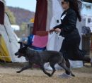 Click to see more details for this dog