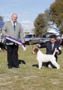 Click to see more details for this dog
