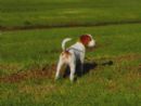 Click to see more details for this dog