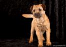 Click to see more details for this dog