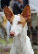 Click to see more details for this dog