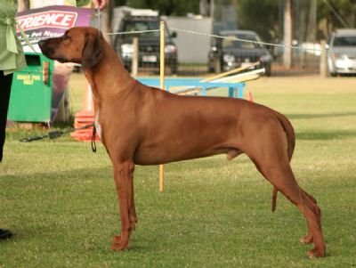 Breed Feature Photo - Unauthorised use prohibited!