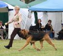 Click to see more details for this dog