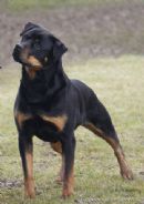 Click to see more details for this dog
