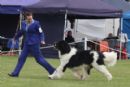 Click to see more details for this dog
