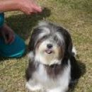 Click to see more details for this dog