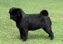 Click to see more details for this dog