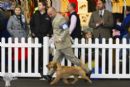 Click to see more details for this dog