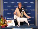 Click to see more details for this dog