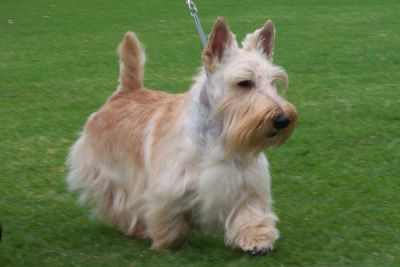 Breed Feature Photo - Unauthorised use prohibited!