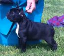 Click to see more details for this dog