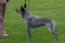 Click to see more details for this dog