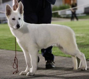 Breed Feature Photo - Unauthorised use prohibited!