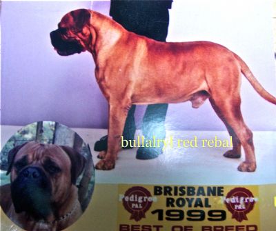 Breed Feature Photo - Unauthorised use prohibited!