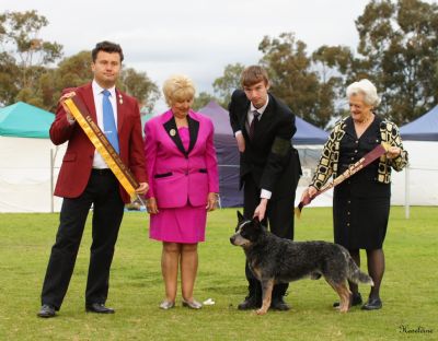 Breed Feature Photo - Unauthorised use prohibited!