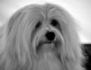 Click to see more details for this dog