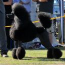 Click for more details of this dog