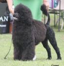Click to see more details for this dog