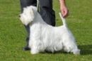 Click to see more details for this dog