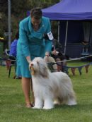 Click to see more details for this dog