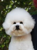 Click to see more details for this dog