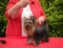 Click to see more details for this dog