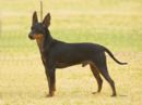 Click to see more details for this dog
