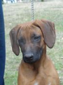 Click to see more details for this dog