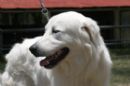 Click to see more details for this dog