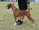 Click to see more details for this dog