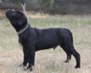 Click to see more details for this dog