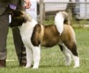 Click to see more details for this dog